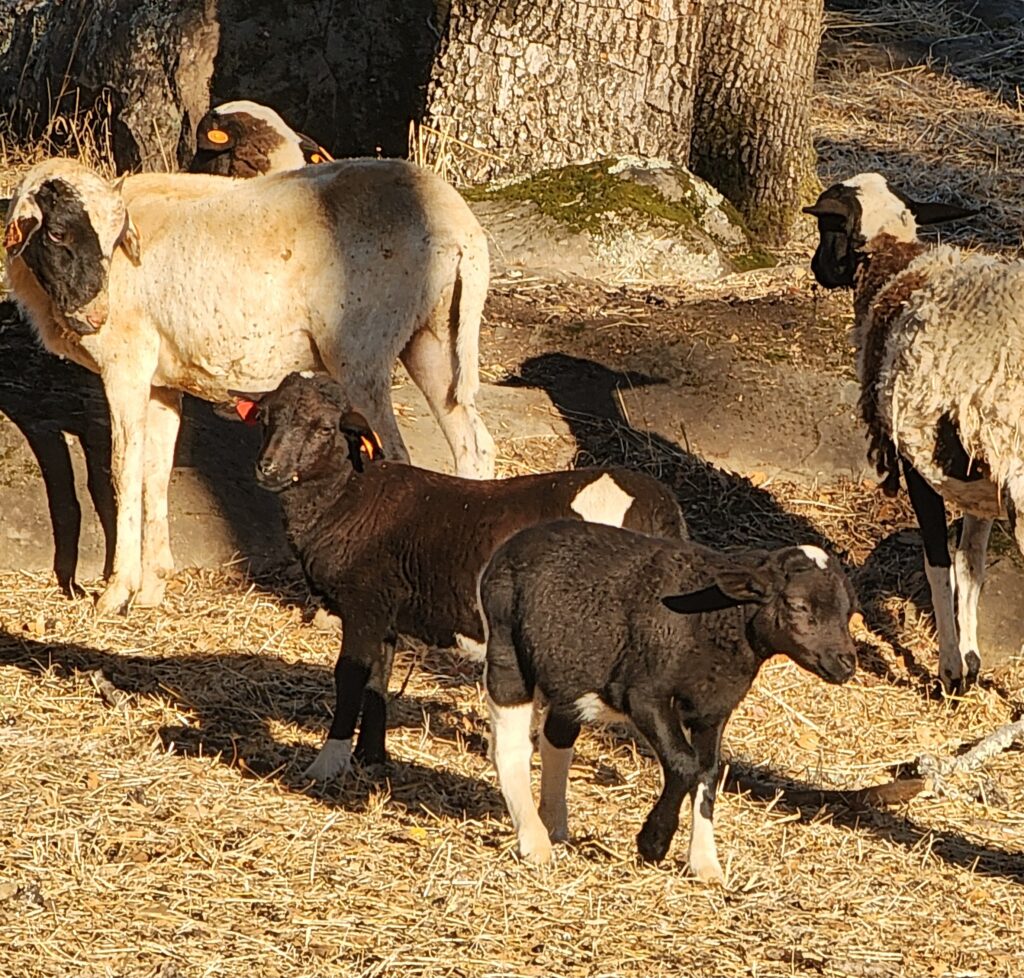 Sheep and lambs grazing at Spring Lake in Santa Rosa