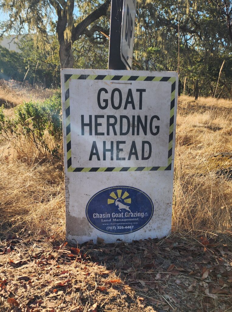 Goat herding at Spring Lake in Santa Rosa